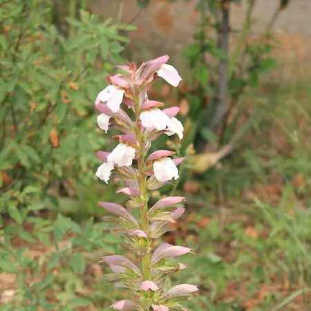 8029b 베리로신즈